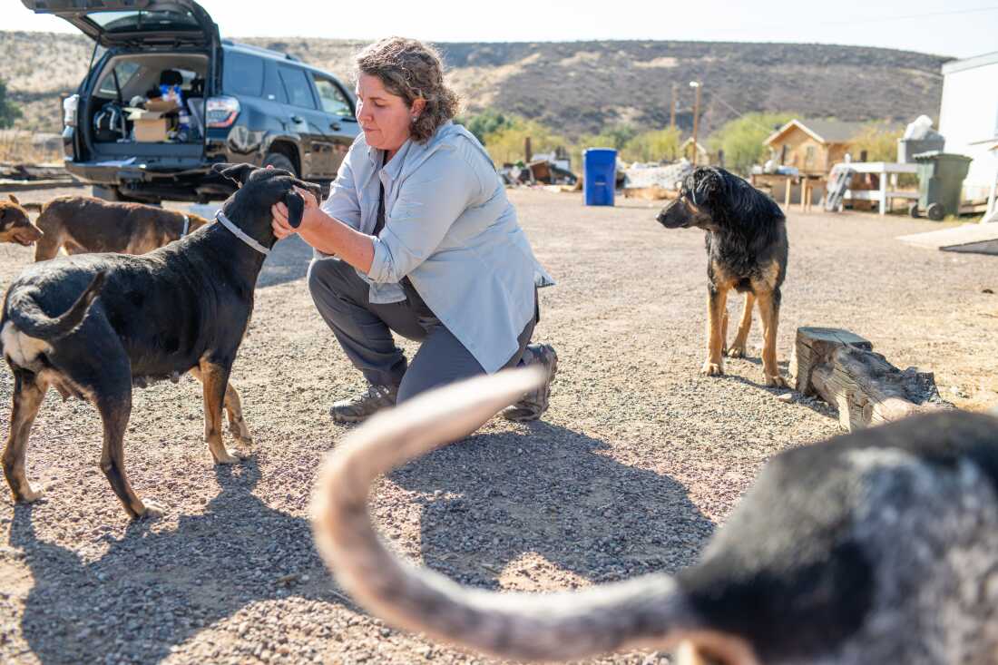 Veterinarian Johanna Salzer checks dogs on the San Carlos Apache Nation in Arizona for brown dog ticks. She works as part of a CDC team combatting Rocky Mountain Spotted Fever here.