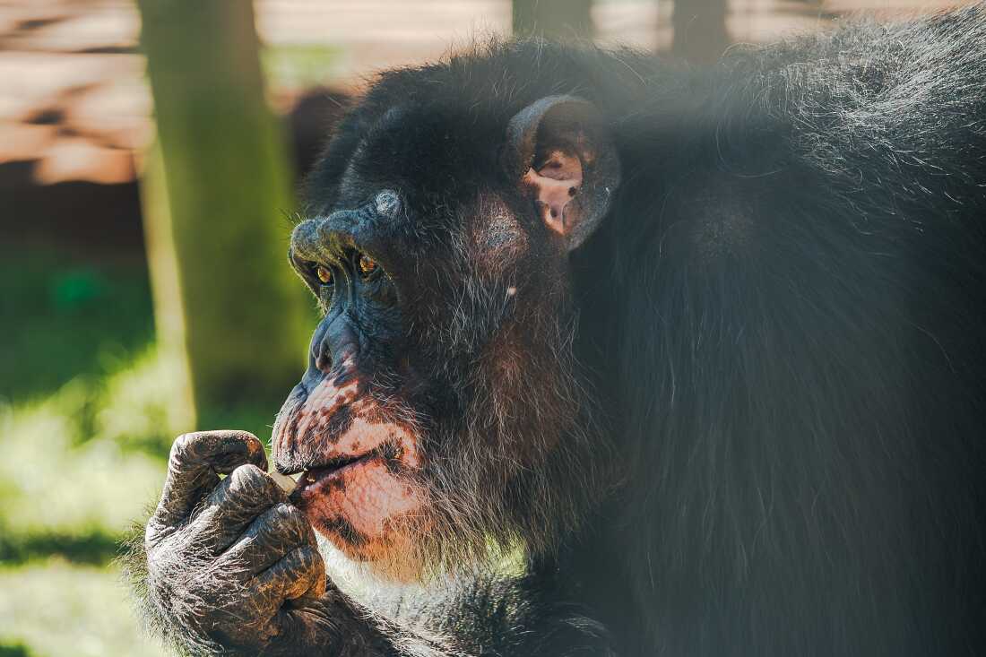 Kamaka is a former research chimp recently moved to Chimp Haven in Louisiana.
