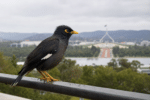 Canberra Myna Control Effort Faces Renewed Pressure