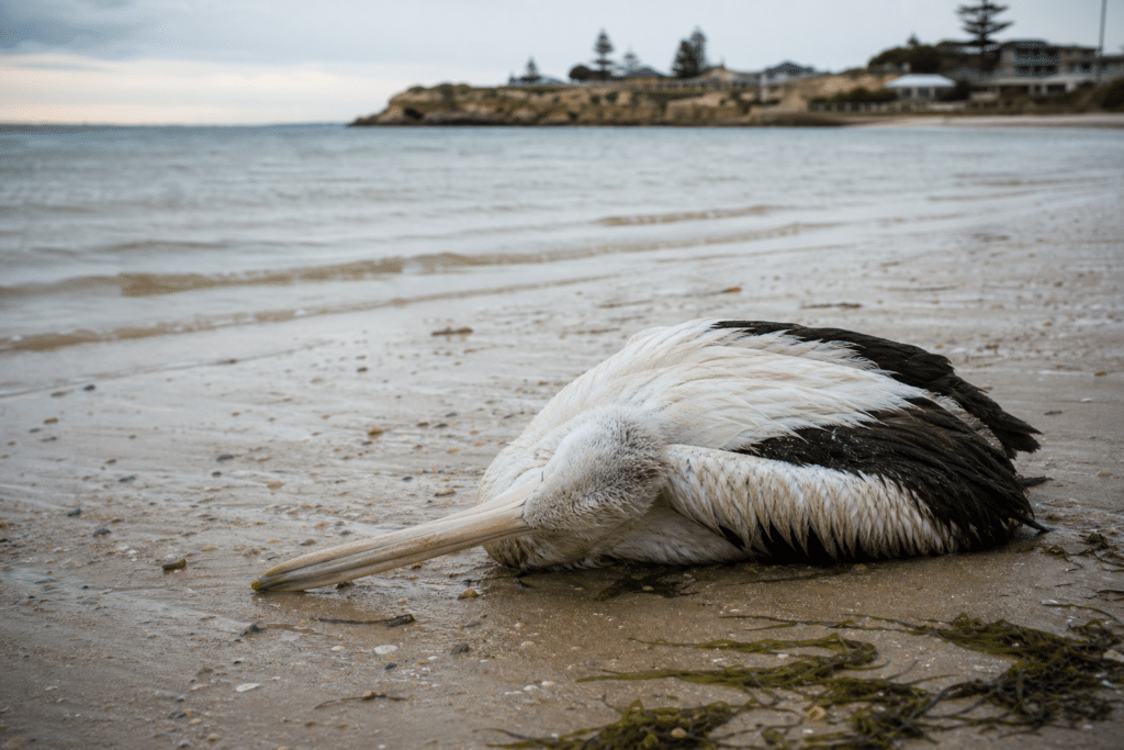 H5 Bird Flu Confirmed on Adelaide-Area Beach