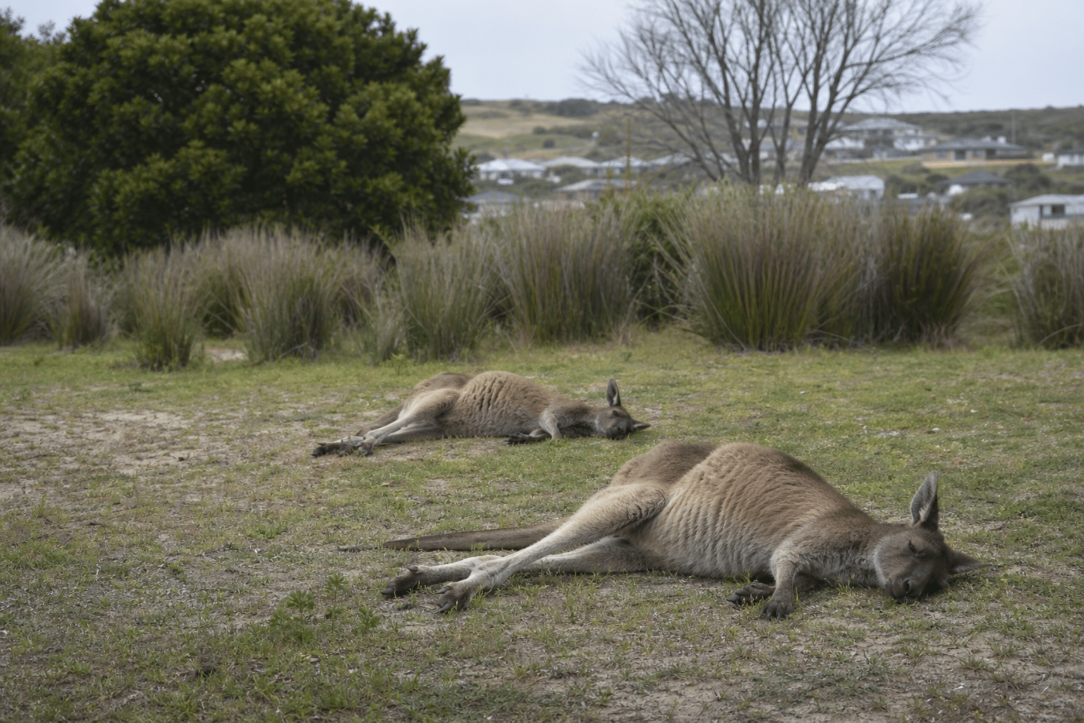 RSPCA Probes Kangaroo Deaths in Albany Suburb