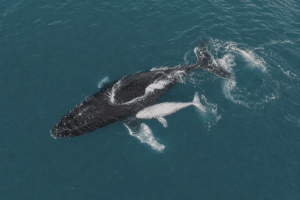Drone Records Humpback Whale Birth Off Kingscliff
