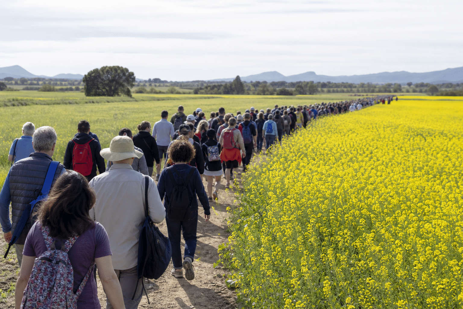 Cornella Canola Walk Draws Thousands of Visitors