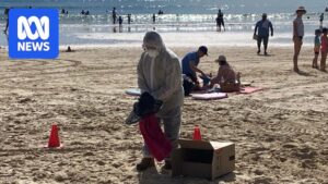 Wildlife rescuer in protective gear carrying a sick northern giant petrel from Noosa Beach for H5 testing