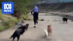 Facial composite of man sought over attempted assault of two women walking dogs along Gardiners Creek in Kooyong