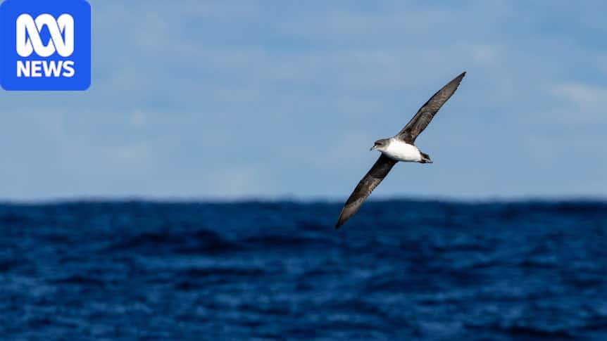 Kerguelen petrel and grey petrel photographed at sea off Port Macquarie, New South Wales