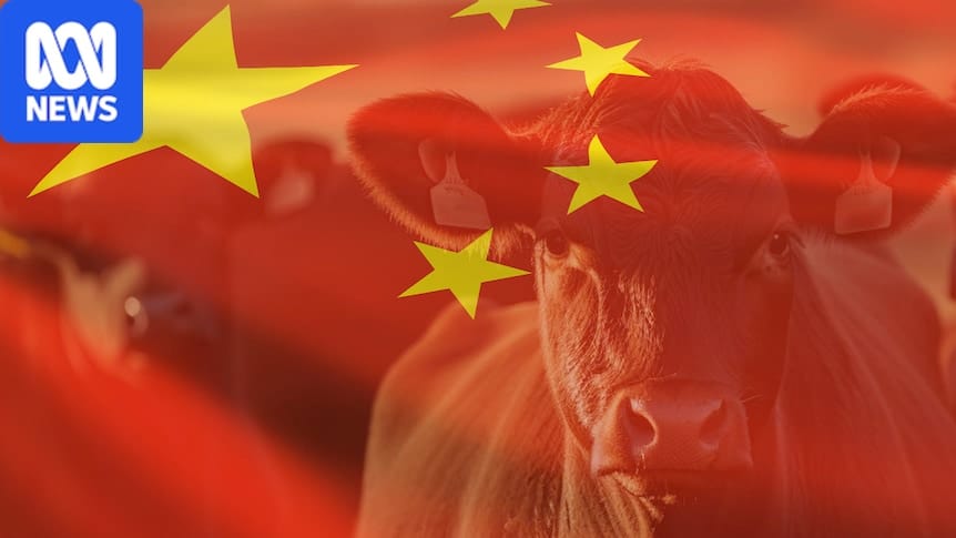 Frozen beef cartons in cold storage illustrating large Chinese stockpiles amid tariff-related export halt