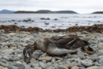 Tasmania Records First Confirmed H5N1 Bird Flu Case